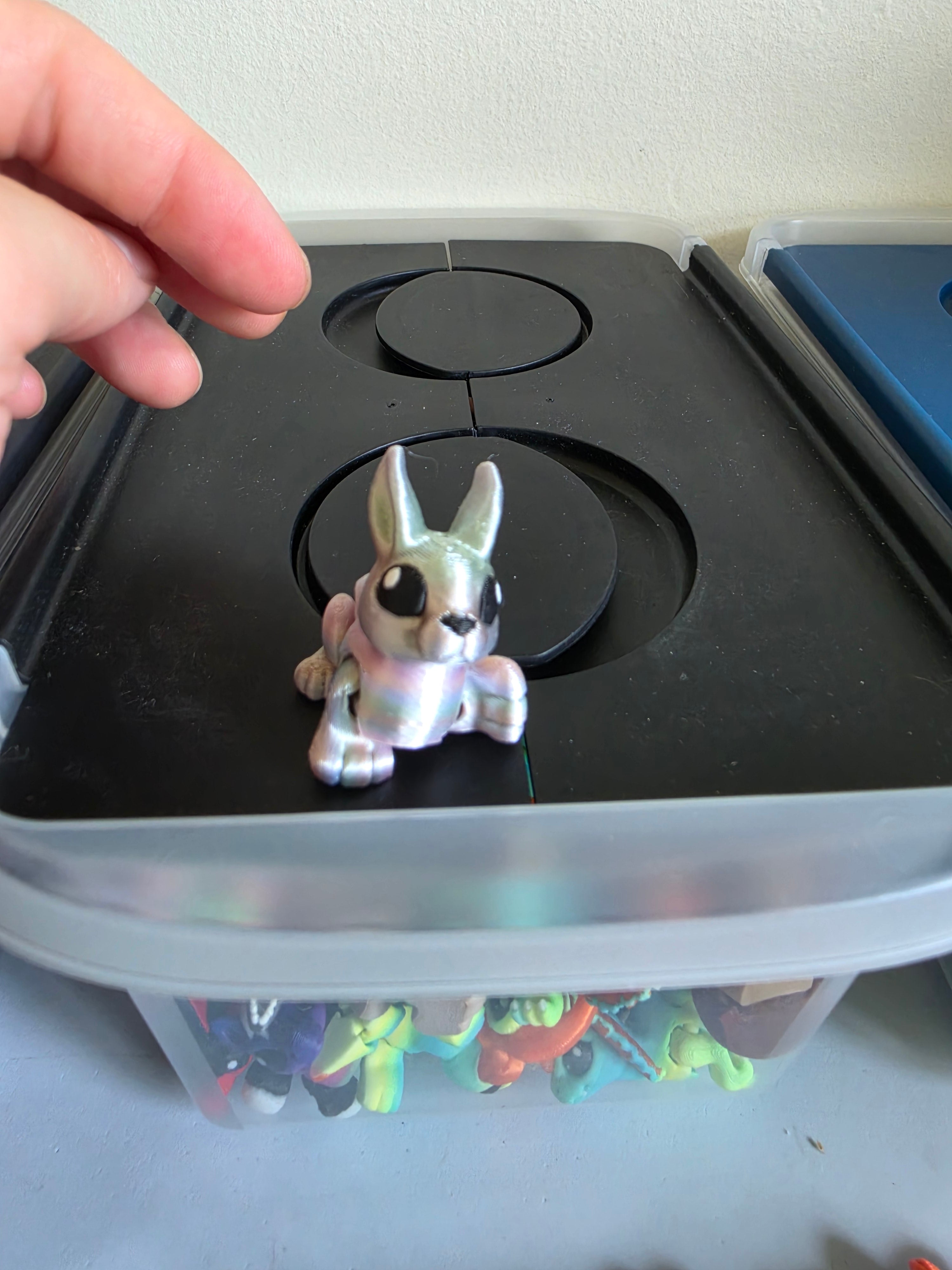 bunny hatchling